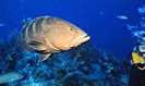 Andres Reef Dive Site St Thomas US Virgin Islands