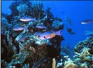 Rye Reef Dive Site St Thomas US Virgin Islands