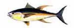 yellowfin_tuna.jpg